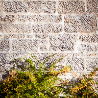 Traditional stone wall with lime pointing.